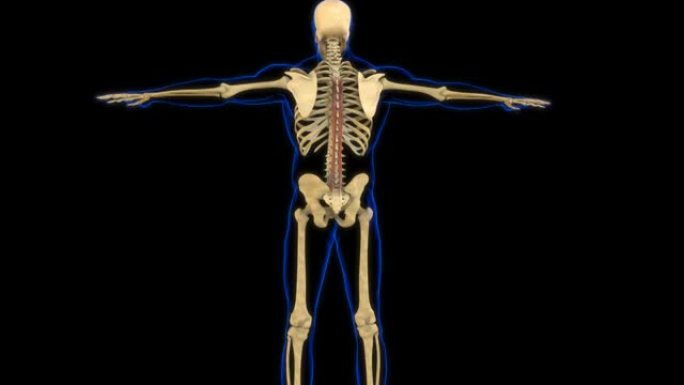 医学概念3D动画的脊柱肌肉解剖