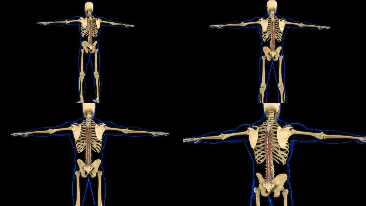 医学概念3D动画的脊柱肌肉解剖