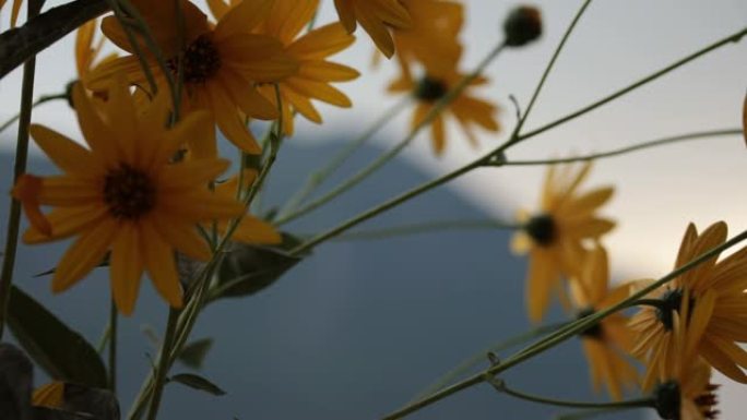 黄花，菊芋，菊芋