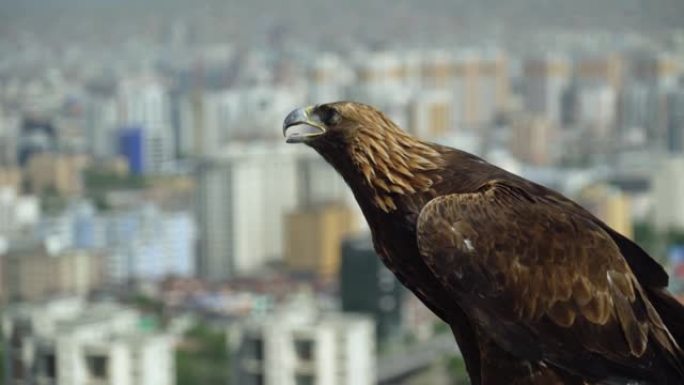 老鹰坐在城市的背景上