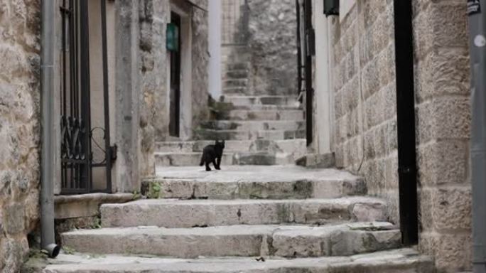 好奇的黑猫探索空旷的科托老城
