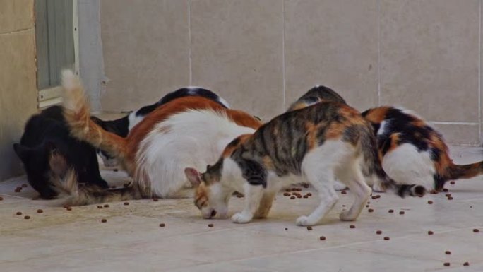 在瓷砖地板上觅食的流浪猫
