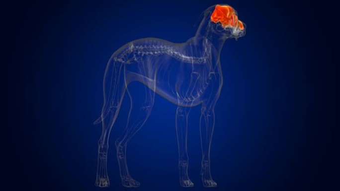 颅骨狗骨骼解剖医学概念3D