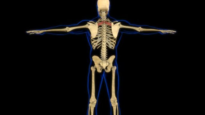 医学概念3D动画的菱形小肌肉解剖