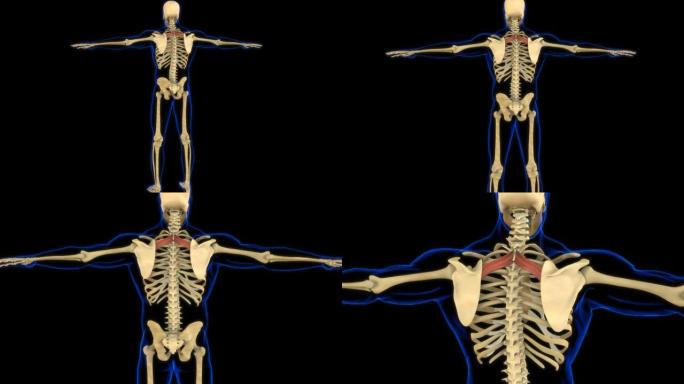医学概念3D动画的菱形小肌肉解剖