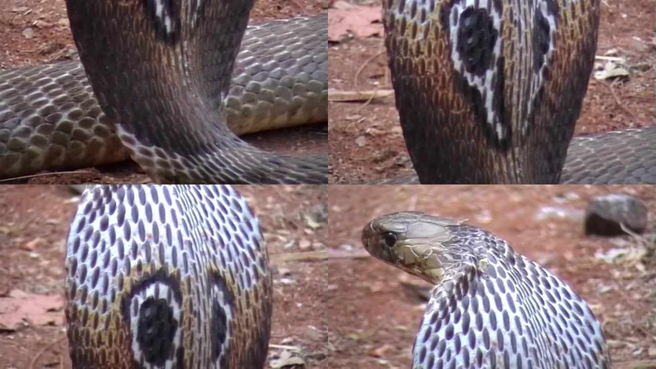 眼镜蛇蛇