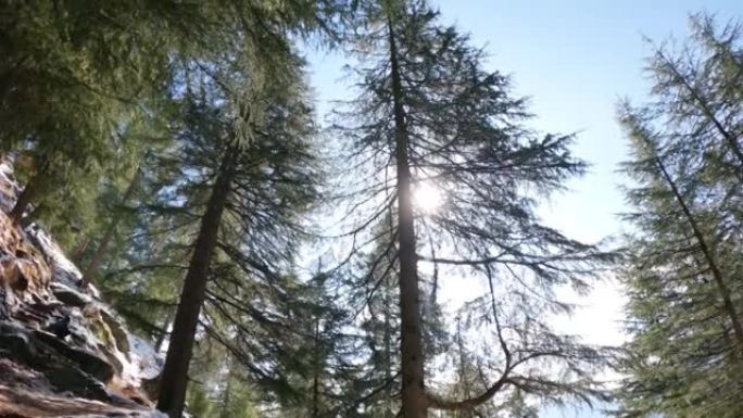 冬季在印度喜马al尔邦的马纳利，在森林中广角拍摄松树，太阳在其后面。由于树顶上融化的雪，小水滴落在镜