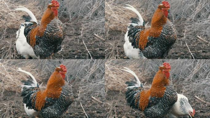 深秋或初春，黑白农场鸡和美丽的大红发黑公鸡在干草中吃草。