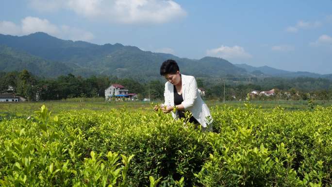 实拍茶园 黄金牙 实拍素材，放心使用。