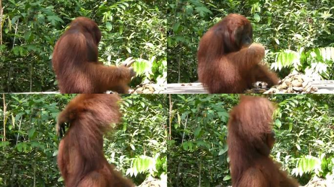 婆罗洲丛林中的雄性猩猩