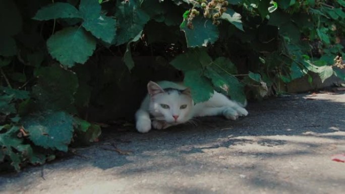 中午，一只迷途的小猫躺在一丛绿树下伸懒腰。视频与院子里顽皮的猫