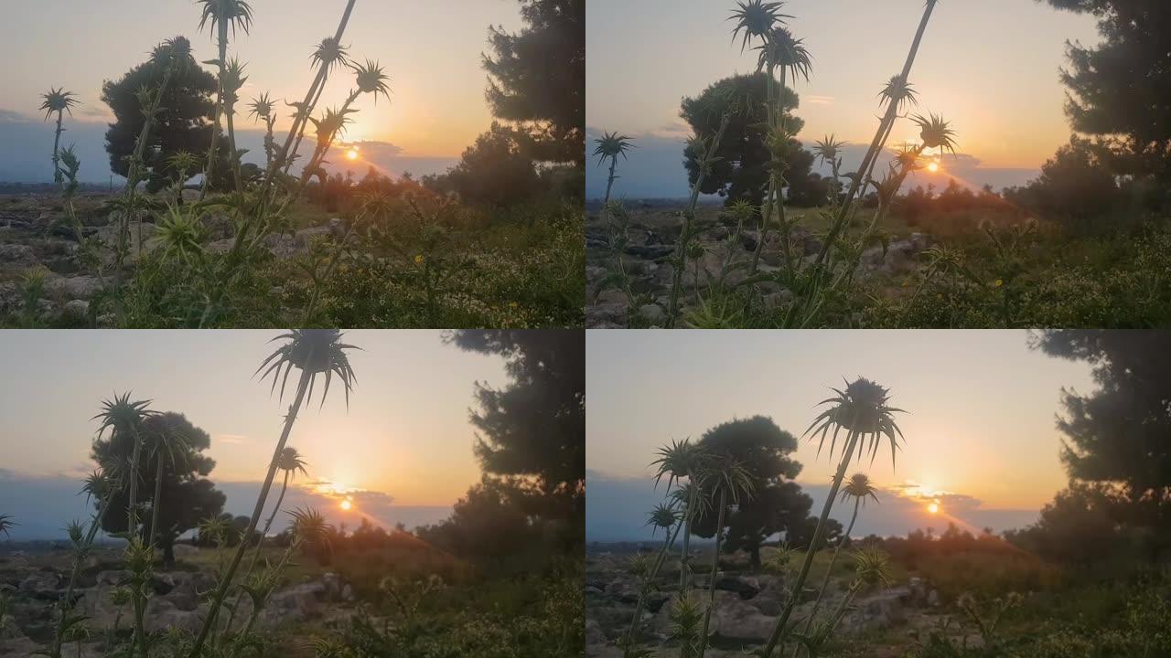 刺花映衬着夕阳。特写视图。