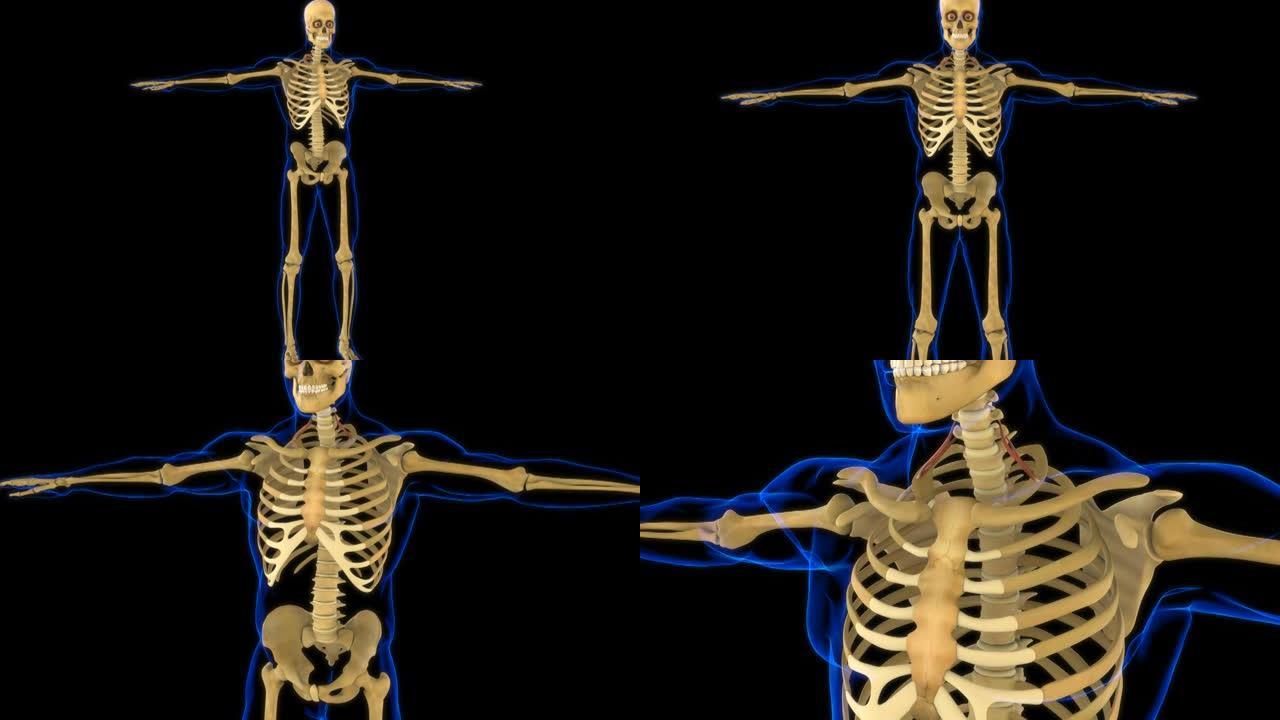 用于医学概念3D动画的scaleenus前肌解剖