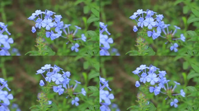 深圳陌上花公园蓝雪花