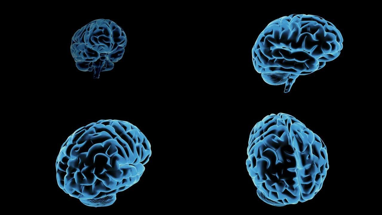 黑色背景上旋转的人脑模型。3D渲染
