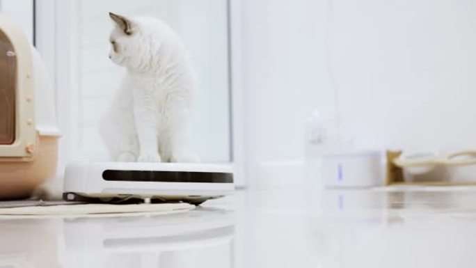 白色布娃娃猫坐在机器人真空吸尘器滑过家里的房间。