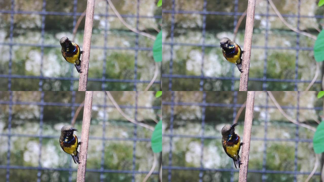 彩色雄性太阳鸟特写，4k视频。