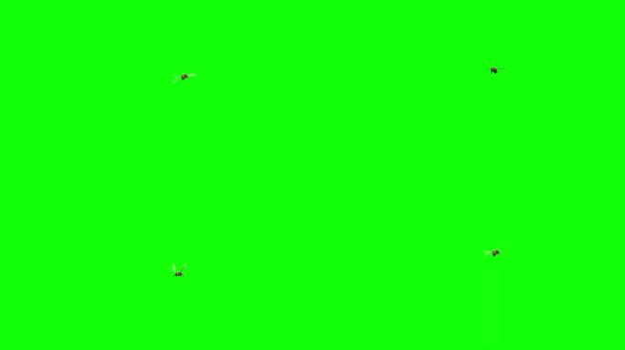 蜜蜂在绿色屏幕上飞翔