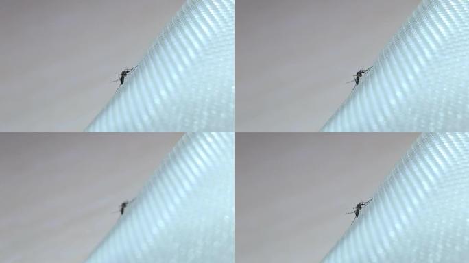 蚊子紧紧抓住蚊帐。