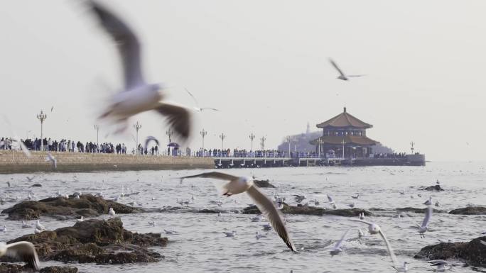 青岛栈桥的海鸥