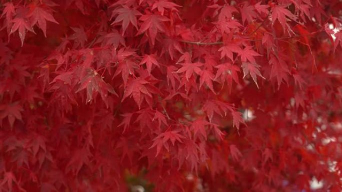 枫叶在秋天变色，被风吹动时会给人以宁静的感觉和孤独的感觉