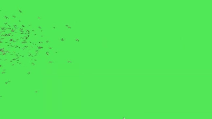 在绿色屏幕上飞翔的麻雀群