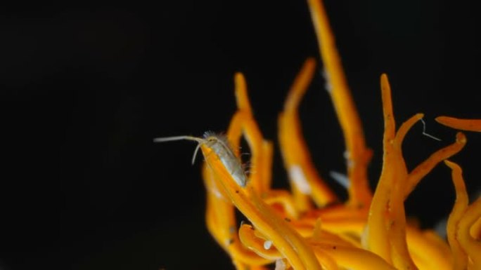 爱沙尼亚的冬虫夏草真菌上的一种爬行的跳尾虫