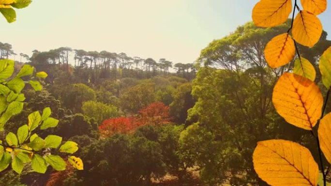 公园橙色和绿色秋叶的动画