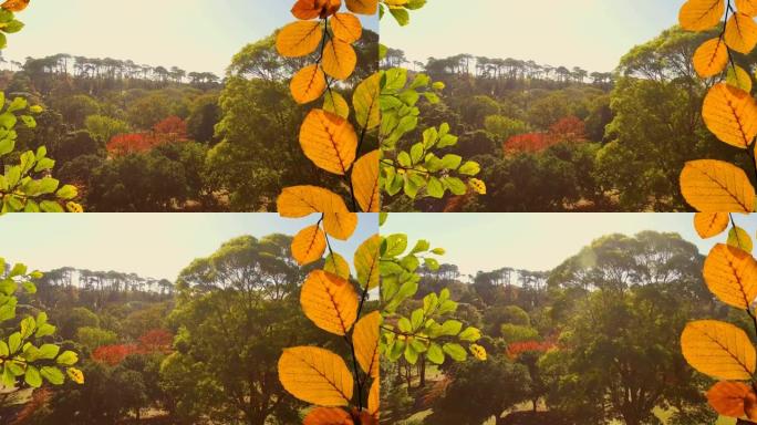 公园橙色和绿色秋叶的动画