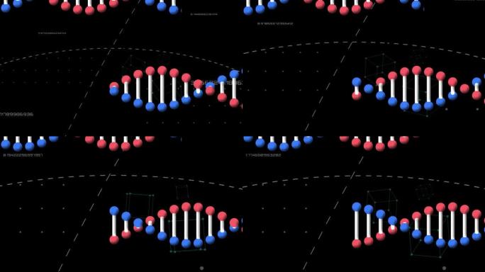 黑色背景上dna链上的数据处理动画