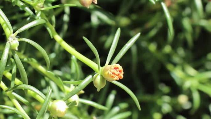 大马齿苋的幼嫩橙花和绿色花蕾