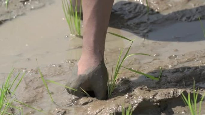 靠近亚洲人的手，手里拿着泥土的水稻，将水稻幼苗移植到水稻中。