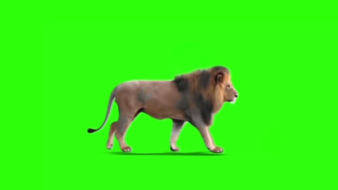 狮子在绿色屏幕上行走