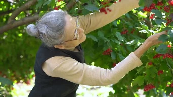 快乐美丽的高级女人拿着红色玫瑰或荚果的红色浆果，在树附近的花园里展示它们，快乐退休