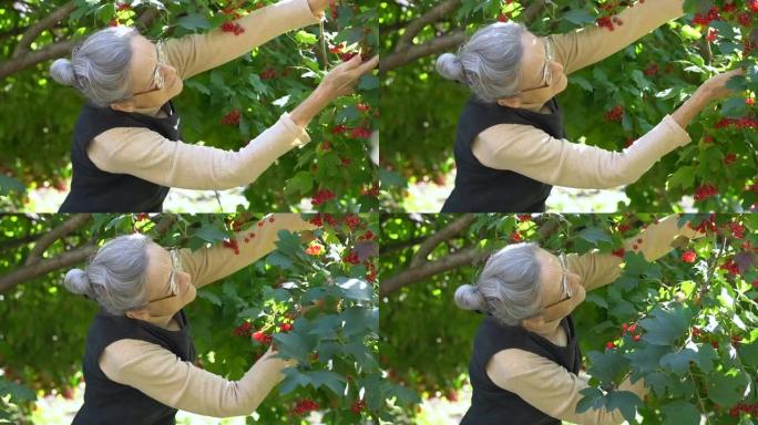 快乐美丽的高级女人拿着红色玫瑰或荚果的红色浆果，在树附近的花园里展示它们，快乐退休