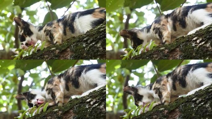 可爱又瘦的猫爬树。舔猫视频。猫在野外高清视频