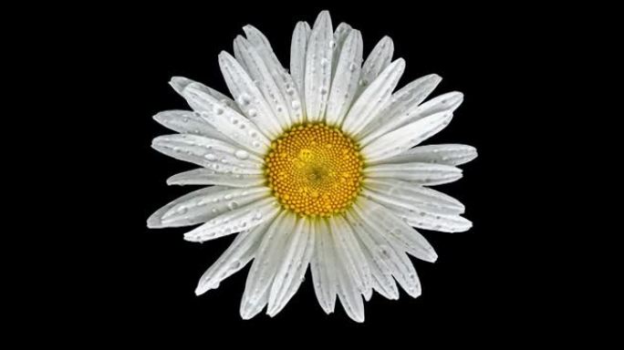 雨后白色雏菊花