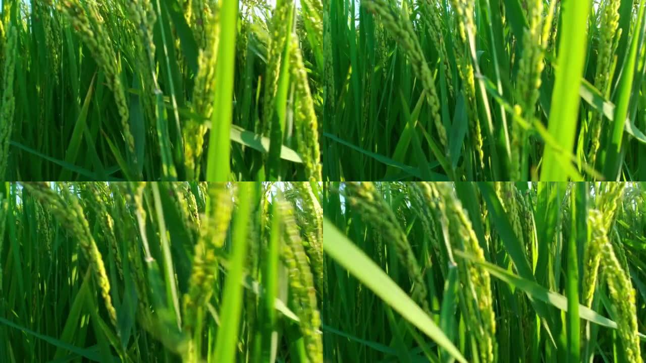 水稻特写。农业领域