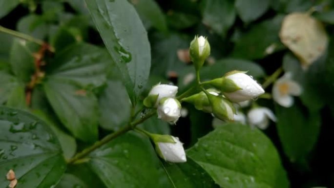 公园里一个年轻的开花茉莉花树枝