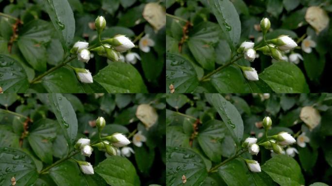 公园里一个年轻的开花茉莉花树枝