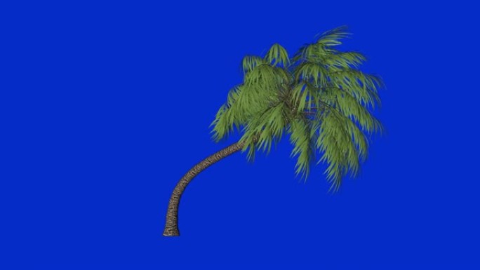 棕榈树无表情循环，蓝屏色键