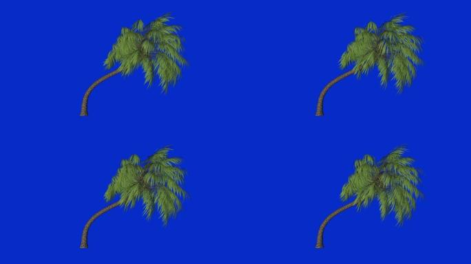 棕榈树无表情循环，蓝屏色键