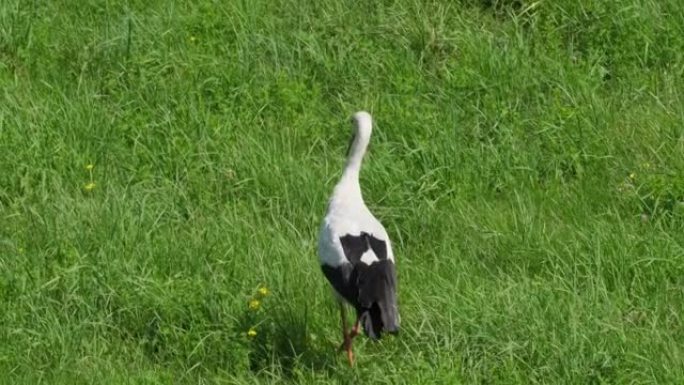 成年欧洲白鹳鸟在绿色的夏季草丛中行走，吃青蛙。自然界中的鸟。白鹳在农田上行走，为他的后代寻找食物。动