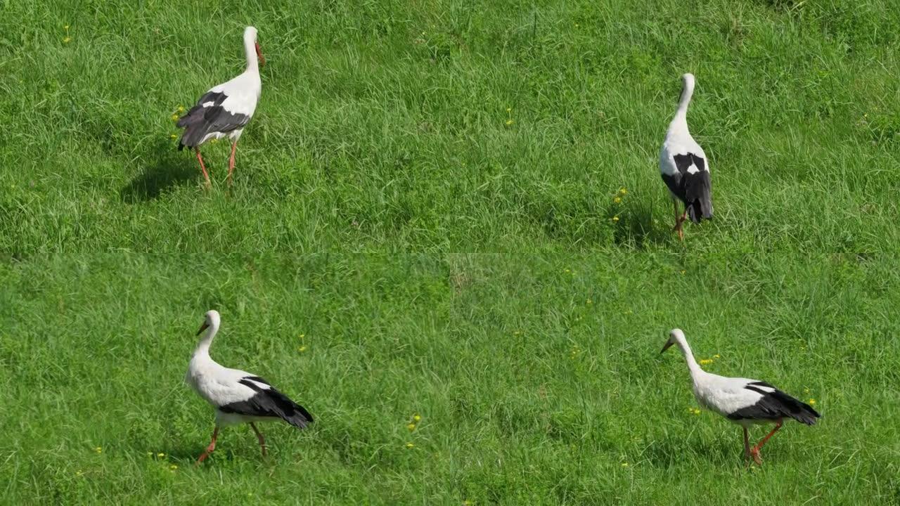 成年欧洲白鹳鸟在绿色的夏季草丛中行走，吃青蛙。自然界中的鸟。白鹳在农田上行走，为他的后代寻找食物。动