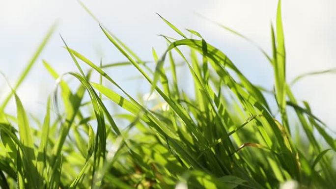 新鲜绿草生长特写，自然概念，生态系统，环境友好