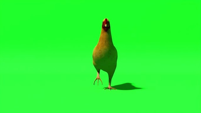 鸡肉在孤立的绿色背景上。Chromakey。绿屏。无缝循环的3d动画