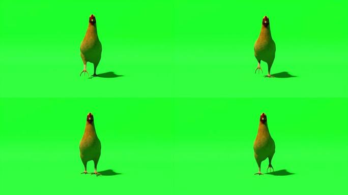 鸡肉在孤立的绿色背景上。Chromakey。绿屏。无缝循环的3d动画