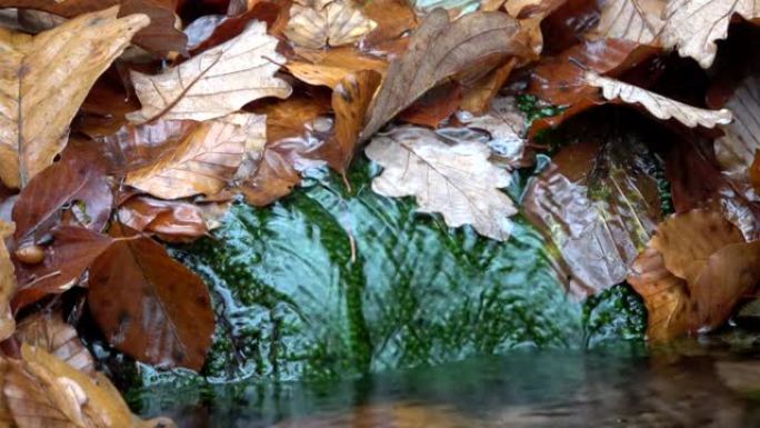 春水从大地涌出，秋叶在森林中，饮水
