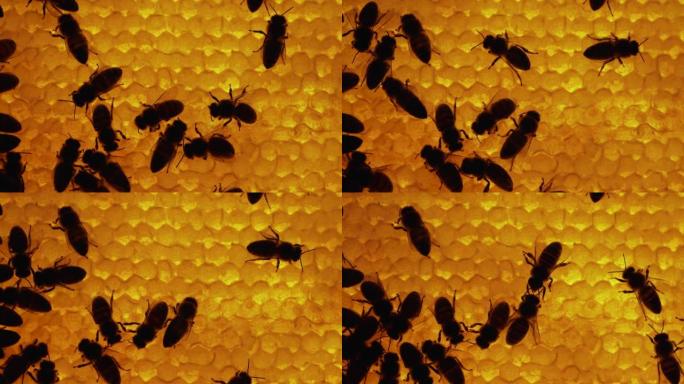 蜂巢内蜜蜂的轮廓。蜂窝特写。蜂巢宏观中的蜜蜂群体。蜂巢内的详细拍摄，蜂巢中带有蜂蜜和花粉的蜡细胞。梳