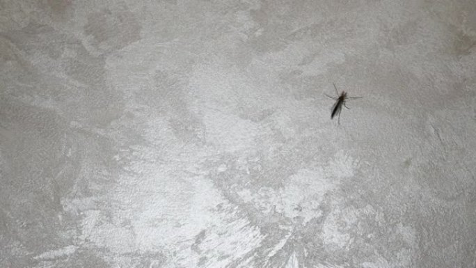 蚊子老了。有翅的昆虫。蚊子坐在墙上，公寓里的昆虫坐在墙上。一只蚊子在公寓的墙上爬行